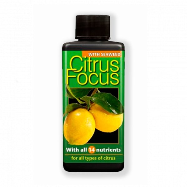 Citrus Focus